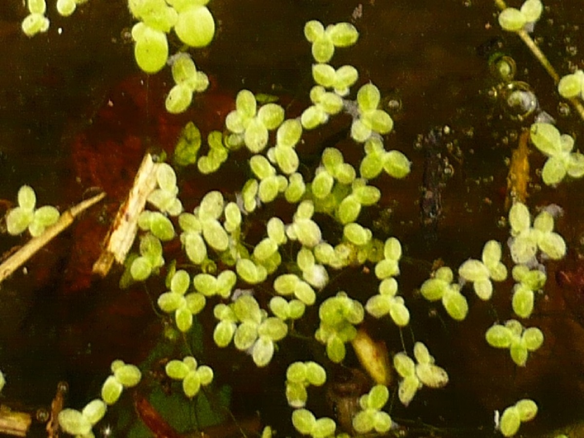 Lemna minuta (Araceae)